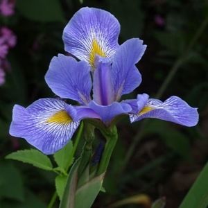 Meet your Posher, Iris